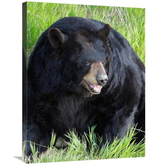 Global Gallery Big Daddy Bear Art Print - Vic Schendel