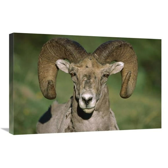 Global Gallery Bighorn Sheep Close-Up - North America Art Print - Tim Fitzharris