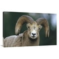 thumbnail image 1 of Global Gallery  Bighorn Sheep Male Portrait - Banff National Park - Alberta - Canada Art Print - Tim Fitzharris, 1 of 1