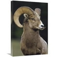 thumbnail image 1 of Global Gallery  Bighorn Sheep Male Portrait - Banff National Park - Alberta - Canada Art Print, 1 of 1