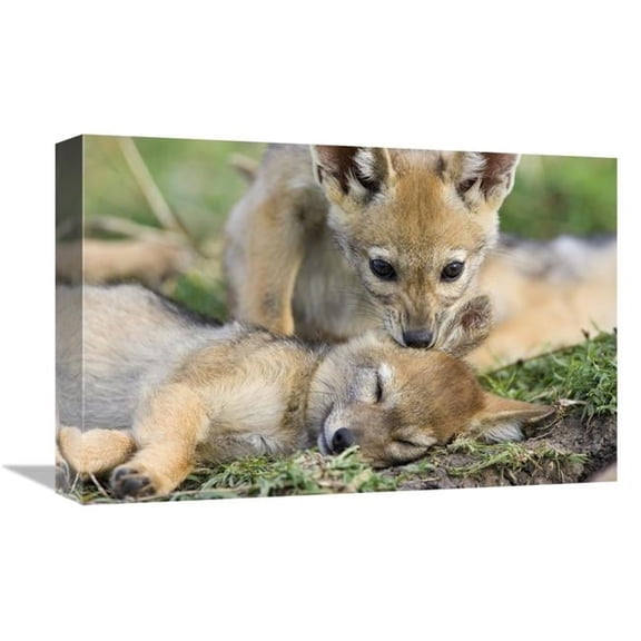 Global Gallery Black-Backed Jackal Pups - Six Weeks Old - Playing - Masai Mara - Kenya Art Print - Suzi Eszterhas