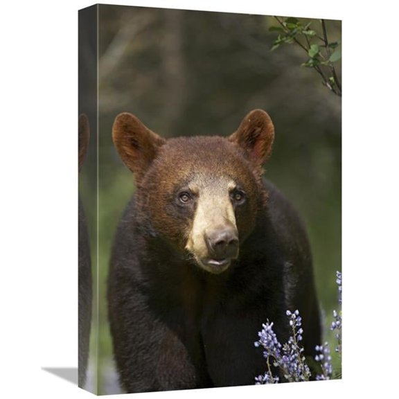 Global Gallery  Black Bear Portrait - North America Art Print - Tim Fitzharris - 12in. x 18in.