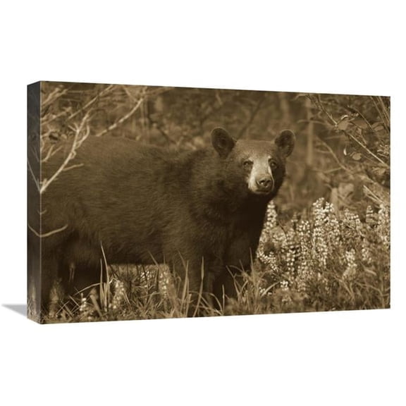Global Gallery  Black Bear Portrait - North America Art Print - Tim Fitzharris - 16in. x 24in.