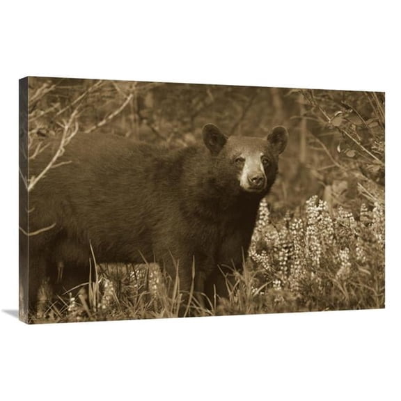 Global Gallery  Black Bear Portrait - North America Art Print - Tim Fitzharris - 24in. x 36in.