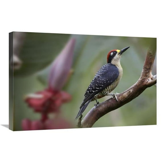 Global Gallery Black-Cheeked Woodpecker Male - Costa Rica Art Print - Tim Fitzharris