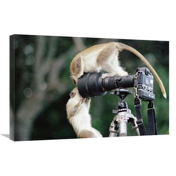Global Gallery Black-Faced Vervet Monkeys Playing on Camera & Tripod - Barbados Art Print - Gerry Ellis