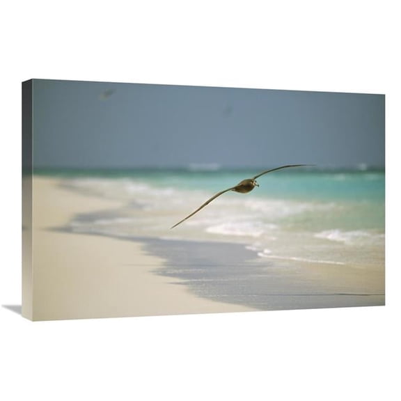 Global Gallery Black-Footed Albatross Flying - Midway Atoll - Hawaii Art Print - Tui De Roy
