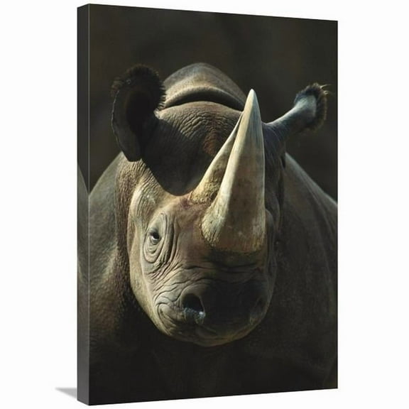 Global Gallery  Black Rhinoceros Portrait - Native to Africa Art Print - San Diego Zoo - 20in. x 30in.