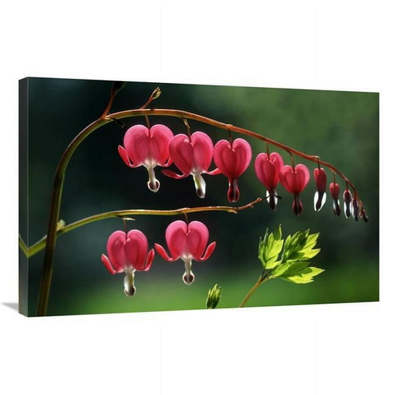 Global Gallery Bleeding Heart Flowers Art Print - Jef Meul