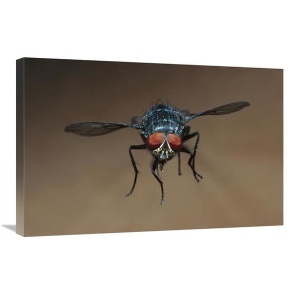 Global Gallery Blue Bottle Fly Flying Art Print - Heidi And Hans-Juergen Koch - 20in. x 30in.