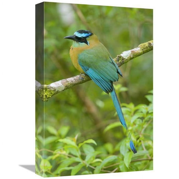 Global Gallery Blue-Crowned Motmot - Costa Rica Art Print - Steve Gettle - 12in. x 18in.