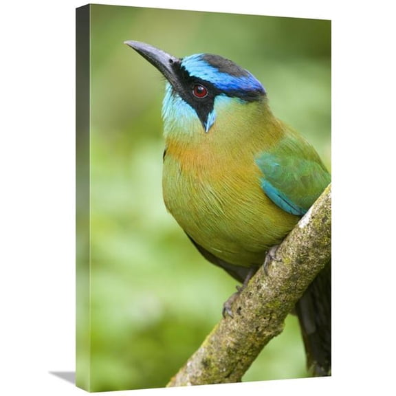 Global Gallery  Blue-Crowned Motmot - Costa Rica Art Print - Steve Gettle - 16in. x 24in.