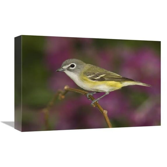 Global Gallery Blue-Headed VIreo Perched on Branch - Rio Grande Valley - Texas Art Print - Tom Vezo