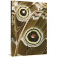 thumbnail image 1 of Global Gallery  Blue Morpho Butterfly Wing with False Eyespots - Ecuador Art Print - Steve Gettle, 1 of 1