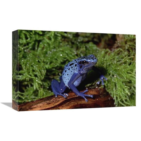 Global Gallery Blue Poison Dart Frog - Native to South America Art Print - Gerry Ellis - 12in. x 18in.