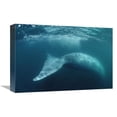 thumbnail image 1 of Global Gallery  Blue Whale - Sea of Cortez - Mexico Art Print - Flip Nicklin, 1 of 1
