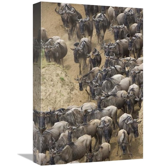 Global Gallery Blue Wildebeest Herd Approaching the Mara River - Masai Mara National Reserve - Kenya Art Print - Suzi Eszterhas
