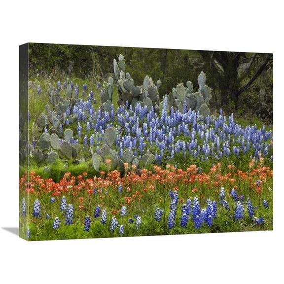 Global Gallery  Bluebonnet & Pricky Pear Cactus - Texas Art Print - Tim Fitzharris