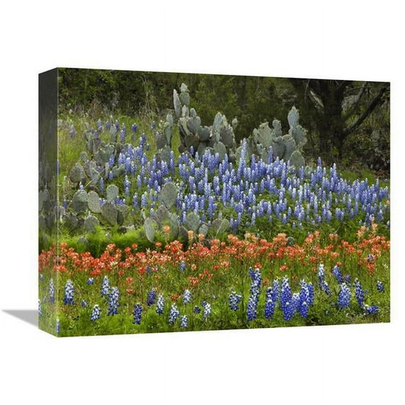 Global Gallery Bluebonnet & Pricky Pear Cactus - Texas Art Print - Tim Fitzharris