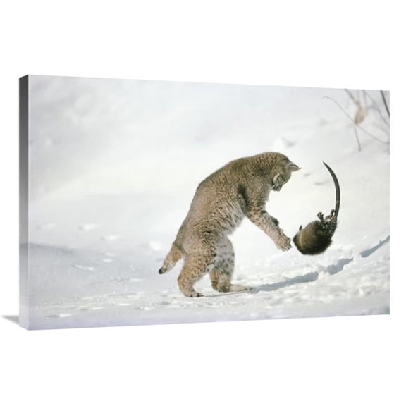 Global Gallery Bobcat Hunting Muskrat in the Winter - Idaho Art Print - Michael Quinton