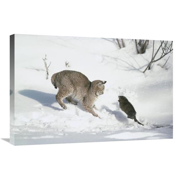 Global Gallery  Bobcat Hunting Muskrat in the Winter - Idaho Art Print - Michael Quinton