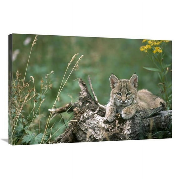 Global Gallery Bobcat Kitten - Resting on A Log in the Summer - Idaho Art Print - Michael Quinton