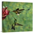 thumbnail image 1 of Global Gallery  Booted Racket-Tail Hummingbird & Western Emerald Hummingbird - Ecuador Art Print, 1 of 1