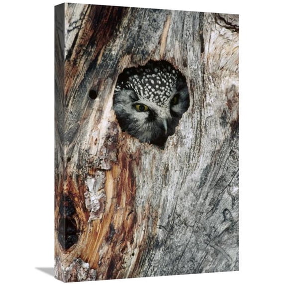 Global Gallery Boreal Owl in Tree Cavity in the Winter - Alaska Art Print - Michael Quinton