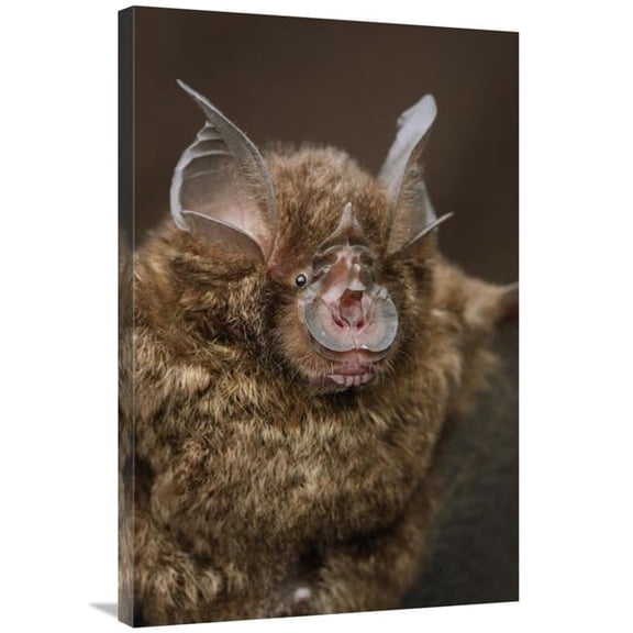Global Gallery  Bornean Horseshoe Bat - Bukit Sarang Conservation Area - Bintulu - Borneo - Malaysia Art Print - Chien Lee