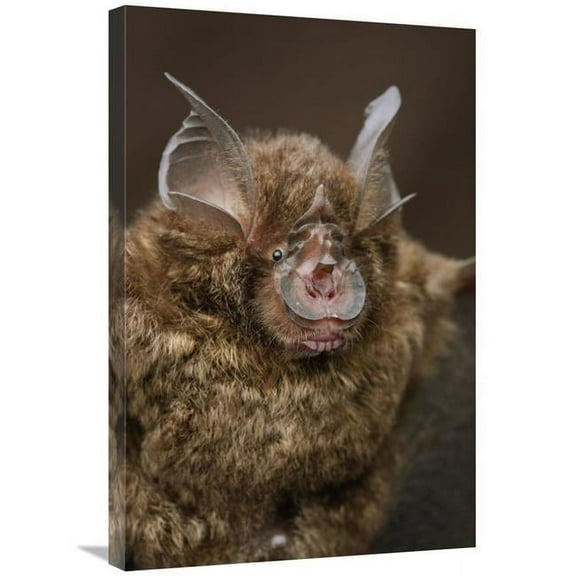 Global Gallery Bornean Horseshoe Bat - Bukit Sarang Conservation Area - Bintulu - Borneo - Malaysia Art Print - Chien Lee