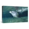 thumbnail image 1 of Global Gallery  Bottlenose Dolphin - Hawaii Art Print - Flip Nicklin, 1 of 1