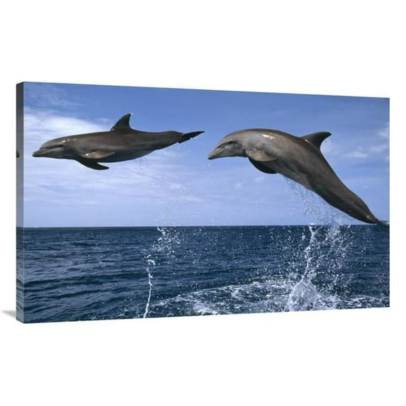 Global Gallery Bottlenose Dolphin Pair Leaping - Honduras Art Print - Konrad Wothe