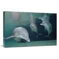 thumbnail image 1 of Global Gallery  Bottlenose Dolphin Underwater Trio - Hawaii - Captive Animal Art Print - Flip Nicklin, 1 of 1