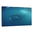 thumbnail image 1 of Global Gallery  Bowhead Whale Underwater - Baffin Island - Canada Art Print, 1 of 1
