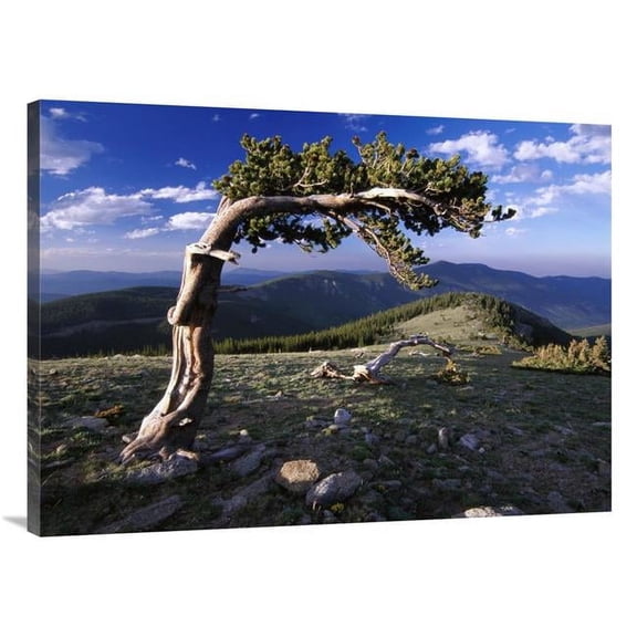 Global Gallery Bristlecone Pine - Mt Evans - Colorado Art Print - Tim Fitzharris