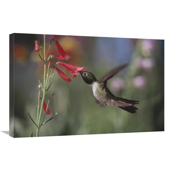 Global Gallery  Broad-Tailed Hummingbird Feeding on the Nectar of A Scarlet Bugler Flower - New Mexico Art Print - Tim Fitzharris