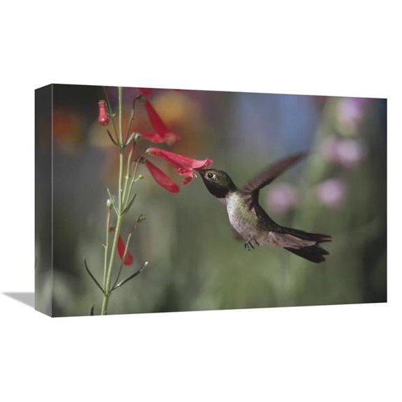 Global Gallery  Broad-Tailed Hummingbird Feeding on the Nectar of A Scarlet Bugler Flower - New Mexico Art Print - Tim Fitzharris