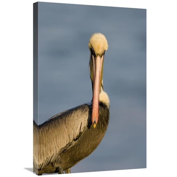 Global Gallery Brown Pelican Adult Portrait - California Art Print - Tom Vezo