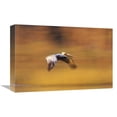 thumbnail image 1 of Global Gallery  Brown Pelican Flying - North America Art Print - Tim Fitzharris, 1 of 1