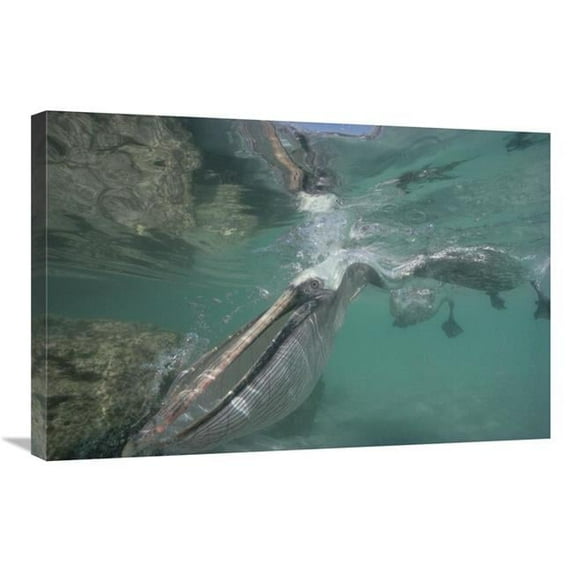 Global Gallery Brown Pelican with Pouch Distended for Catching Fish - Galapagos Islands - Ecuador Art Print - Tui De Roy