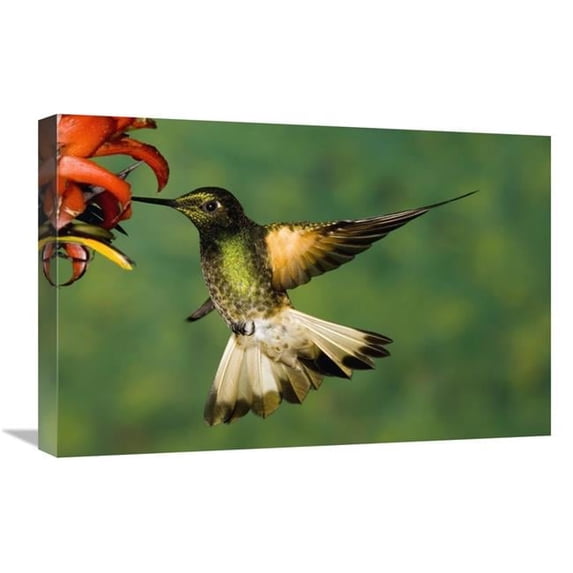 Global Gallery Buff-Tailed Coronet Hummingbird Feeding on Flower - Andes - Ecuador Art Print - Tom Vezo
