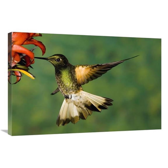 Global Gallery Buff-Tailed Coronet Hummingbird Feeding on Flower - Andes - Ecuador Art Print - Tom Vezo