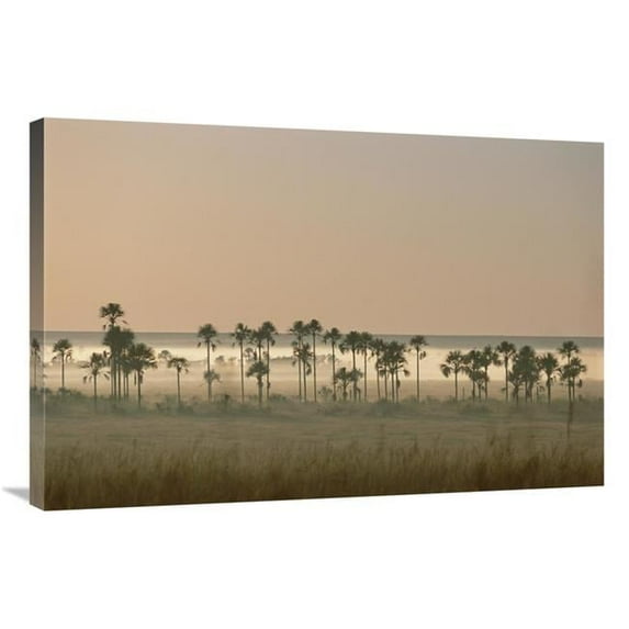 Global Gallery Buriti Palm Gallery Forest At Dawn - Emas National Park - Brazil Art Print - Tui De Roy