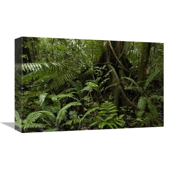 Global Gallery Buttress Roots & A Variety of Plant Life in the Rainforest - Yasuni National Park - Ecuador Art Print
