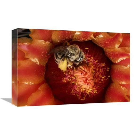 Global Gallery Cactus Bee Feeding on Barrel Cactus Nectar - Tucson - Arizona Art Print - Mark Moffett