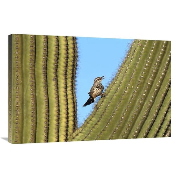 Global Gallery  Cactus Wren Perched on Saguaro Cactus - Arizona Art Print - Tom Vezo