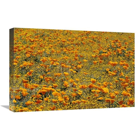 Global Gallery California Poppies & Golden Yarrow California Art Print