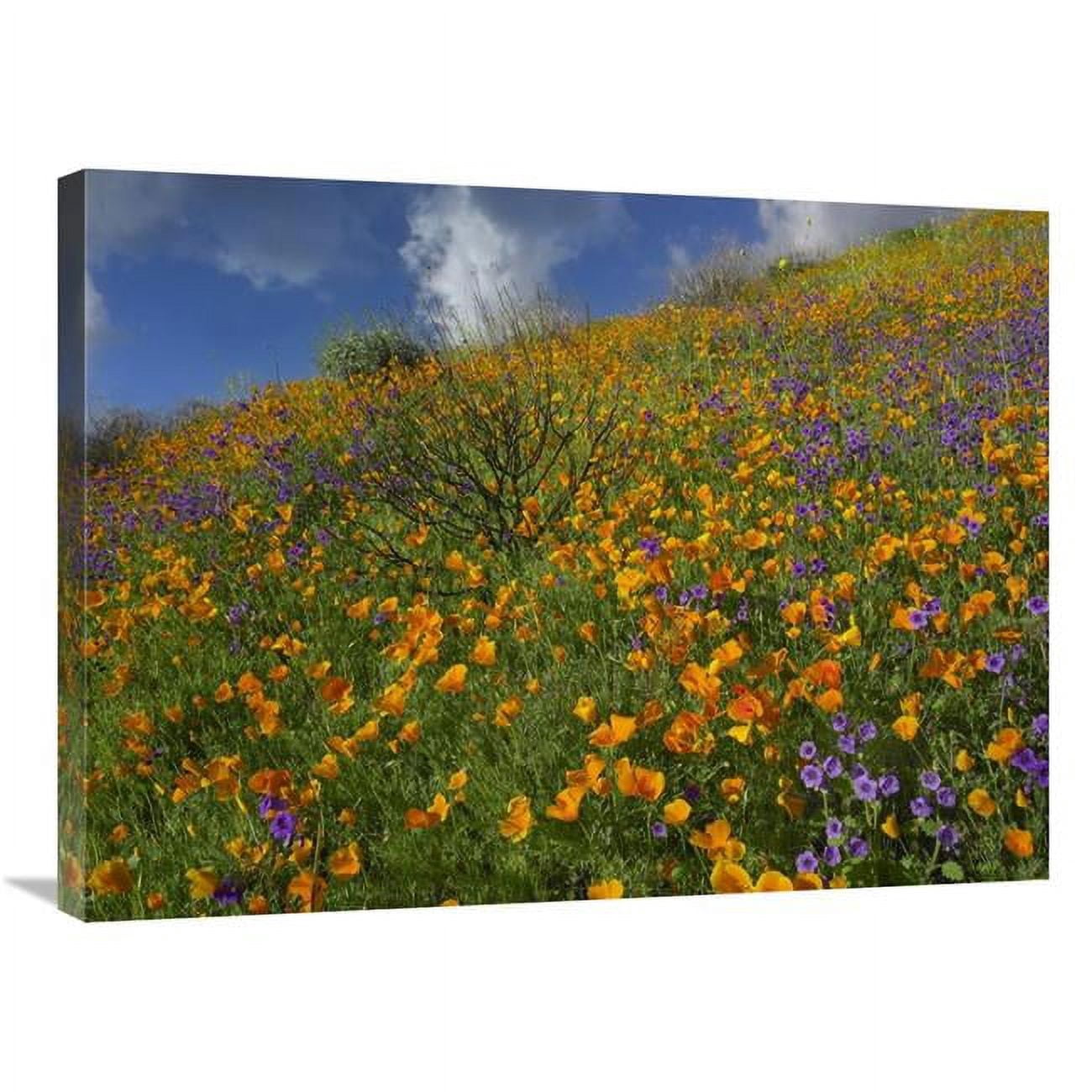 Global Gallery California Poppy & Desert Bluebells Carpeting A Spring ...