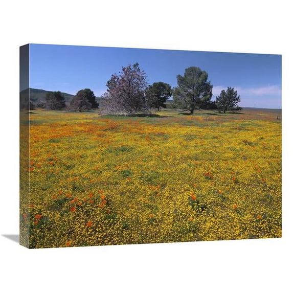 Global Gallery California Poppy & Eriophyllum Flowers in Field - Antelope Valley - California Art Print - Tim Fitzharris