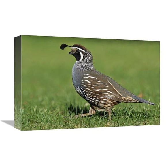 Global Gallery California Quail Male - Christchurch - New Zealand Art Print - Jonathan Harrod